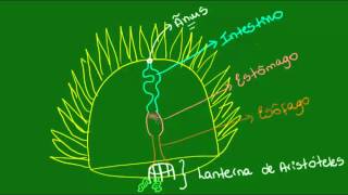 Sistema digestório dos Equinodermos  Zoologia  Biologia [upl. by Aihpled]