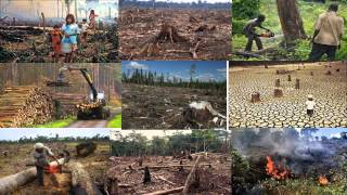 Deforestation and its effects [upl. by Einned]