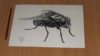 How to draw a Fly  Structure of a House Fly [upl. by Chace219]