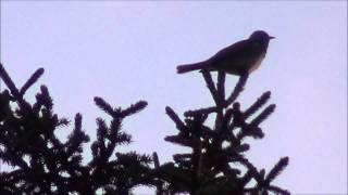 Turdus pilaris  Räkättirastas laulu ääni [upl. by Broida392]