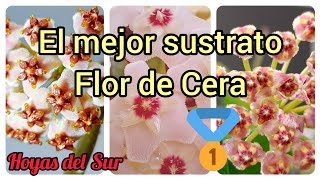 El mejor Sustrato para Flor de Cera Flor de Nácar Flor de Porcelana Hoyas del Sur [upl. by Nylekoorb603]