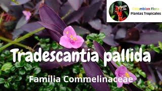 Tradescantia pallida o purpurina [upl. by Dolf]