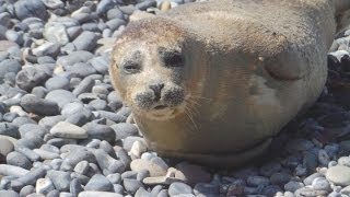 Niedliche Robben und Seehunde  Schwimmen Spielen am Strand [upl. by Enajharas999]