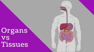 Difference tissues and organs [upl. by Attikin]