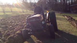 Plowing with 1974 MF135 [upl. by Yancy]