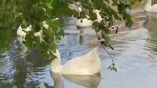 White geese swimming🦢🦤🦃 [upl. by Esdnyl607]