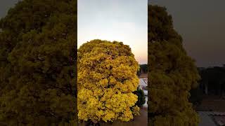 Handroanthus Albus  Golden Trumphet Tree [upl. by Atoked]