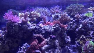 Display tank 2year anniversery Coral shots and rambling on [upl. by Nylirek766]