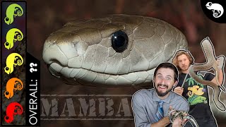 Black Mamba The Best Pet Snake [upl. by Krilov867]