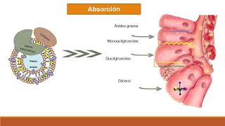 Absorción digestión y transporte de lípidos [upl. by Llenet588]