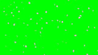 Falling Cherry Blossom Petals No1 HD Animation  green screen effect 桜の花吹雪 [upl. by Ayana]