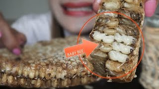 ASMR HONEYCOMB Eating  Natural Bee 벌집  Mukbang Lets Eat No Talking [upl. by Princess]