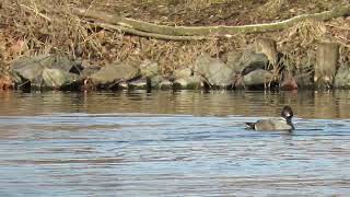 Falcated Duck 18Jan2017 [upl. by Dempstor152]