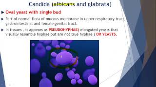 CANDIDIASIS OPPORTUNISTIC MYCOSES  MBBS Pathology and Microbiology Lectures [upl. by Anilys]