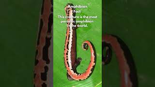 Animal science nature facts  Lungless salamander [upl. by Annoyt]