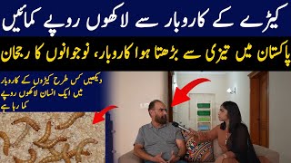 Mealworms Business Ki Asal Haqeeqat Meal Farming in PAKISTAN  Discover Global [upl. by Ahkos548]