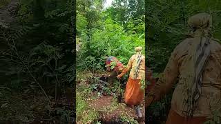 Trees sapling collecting from nursery for tree plantation by students treeplantation shorts [upl. by Wilkens]