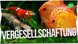 GARNELEN MIT FISCHEN UND KREBSEN ZUSAMMENHALTEN  Fische oder Garnelen in einem Aquarium GarnelenTv [upl. by Grail558]