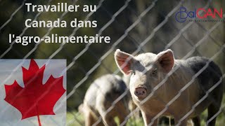 Travailler amp sinstaller au Canada en permanence Programme pilote sur lagroalimentaire FRENCH [upl. by Rodmur]