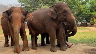 Elephants Excited To See Their Favourite Human On The Way Back Home  ElephantNews [upl. by Rowe]