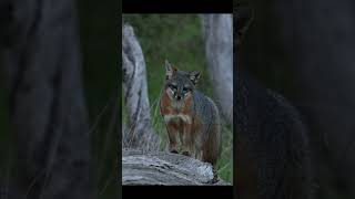 What a wonderful evening spent with these Foxes fox wildlife nature wildlifephotography [upl. by Barthold]