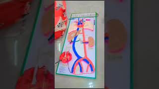 Foetal circulation Systemfoetus circulation anatomyvideos medicalcollege [upl. by Llenaej]