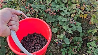 Din pădure până în borcanele din cămară  Am făcut dulceață de mure compot de piersici șio zamă [upl. by Quin]