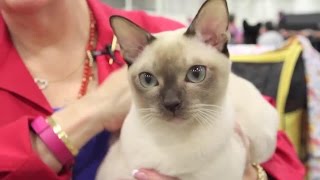 Meet the Tonkinese Cat Breed [upl. by Morrell243]