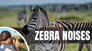 🦓 What sound does a zebra make [upl. by Chapnick]