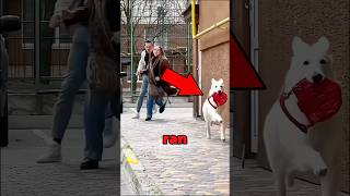 Dog Steals Purse 😱 [upl. by Octavius618]