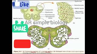 ts of anther microsporangium [upl. by Lambertson150]