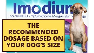 What’s the Right Imodium Dosage for Dogs with Diarrhea [upl. by Storm]