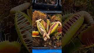 DIONAEA plantacarnivora curiosidades biologia [upl. by Stout]