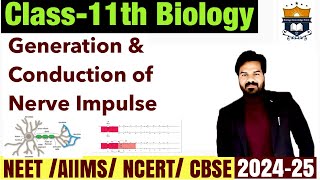 Generation and Conduction of Nerve Impulse  Neural Control and Coordination class 11 neet [upl. by Vere]