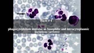 Anaplasma phagocytophilum Top  6 Facts [upl. by Fiester]