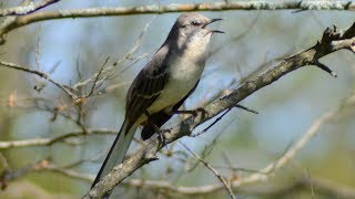 Mockingbird singing song  sounds [upl. by Shreve]