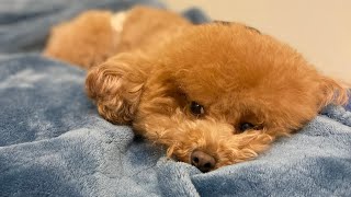 Our Toy Poodle is CRYING 😭 HOWLING every time we leave her [upl. by Edette180]