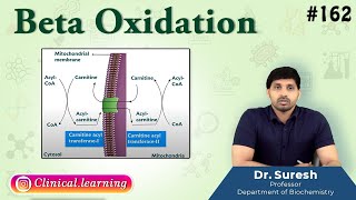 162 Beta Oxidation of Fatty acids  USMLE FMGE and NEET PG [upl. by Tengler]