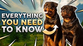 ROTTWEILER 101 Everything You Need To Know About Owning a Rottie Puppy [upl. by Aretahs]