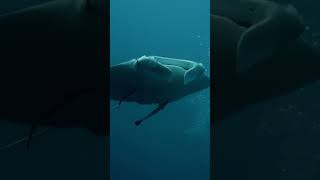 Stunning footage of large manta ray in Palau [upl. by Jary980]