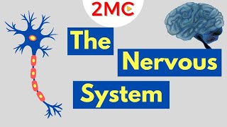 What is the Nervous System  Nervous System Basics [upl. by Georgianna]