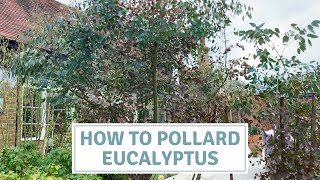 How To Pollard Eucalyptus  Pruning Eucalyptus [upl. by Swann333]