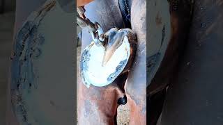 Horse Hoof Restoration  Cleaning and Trimming [upl. by Sachi190]