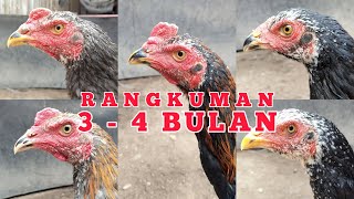 TOTAL DAN BIAYA PAKAN AYAM USIA 3 SAMPAI 4 BULAN [upl. by Fanni691]