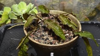 Cryptocoryne affinis  Greenhouse transplant [upl. by Idaline]