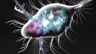 Daphnia amp Copepod VS Creature Creator Bionix Spore Evolution Sim 3D [upl. by Cohen]