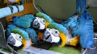 Macaw parrot price in india  bird shop price Parrot price world of birds [upl. by Gennie331]