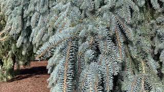 Picea pungens  The Blues  Weeping Colorado Blue Spruce March 12 2020 [upl. by Screens]