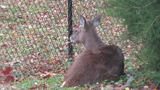 deer chewing her cud [upl. by Liarret]