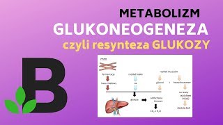 Glukoneogeneza  metabolizm biologia  KOREPETYCJE z BIOLOGII  225 [upl. by Nowujalo]